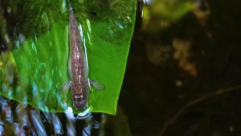 Close up of mud jumper fish Stock Footage 274585858