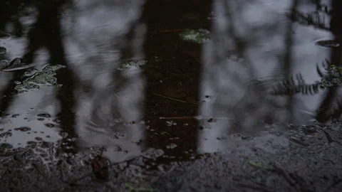 Close-up on a mud puddle on a cloud covered rainy day in nature Video stock 125118228