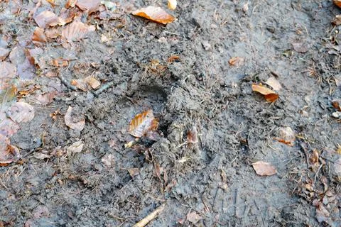 Close up of a muddy damp path 写真素材