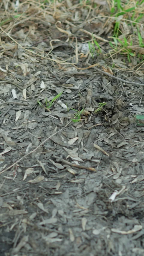 Close-Up of Muddy Ground with Shallow Trench and Decaying Leaves Stock Footage 316513440