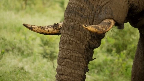 Close up: muddy trunk, tusks, large African elephant bull sleeps while standing Stock Footage 105206857