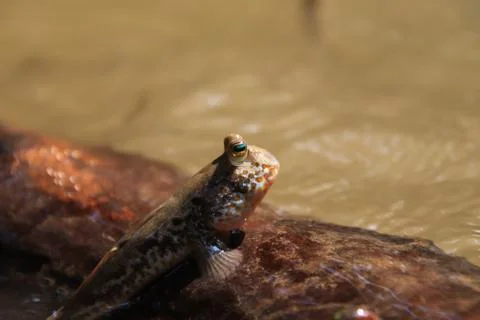 Close up mudskipper fish,Amphibious fish Lying on a log and looking at camera Stock Photos