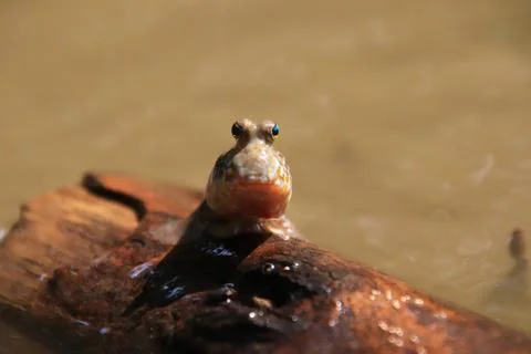 Close up mudskipper fish,Amphibious fish Lying on a log and looking at camera Stock Photos