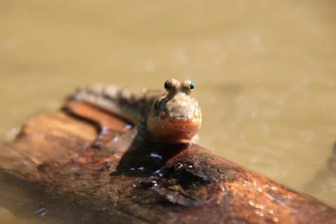 Close up mudskipper fish,Amphibious fish Lying on a log and looking at camera Stock Photos