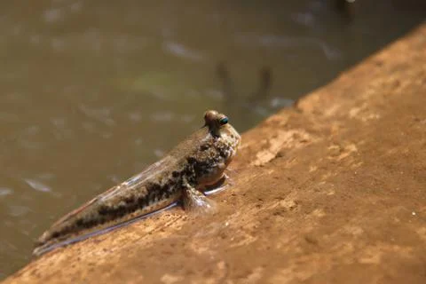 Close up mudskipper fish,Amphibious fish Lying on a log and looking at camera Stock Photos