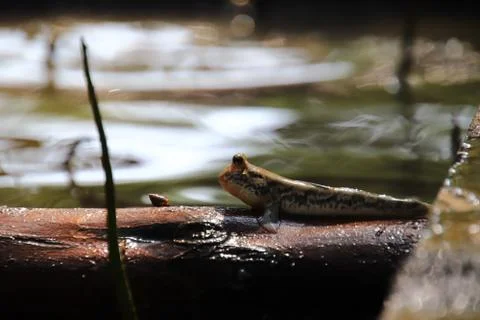 Close up mudskipper fish,Amphibious fish Lying on a log and looking at camera Foto stock