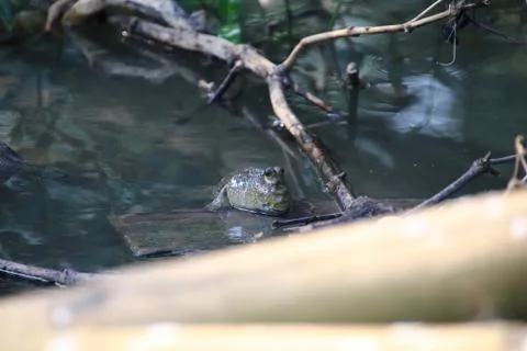 Close up mudskipper fish,Amphibious fish Lying on a log and looking at camera Stock Photos