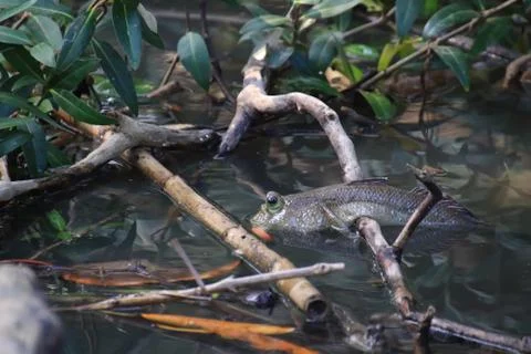 Close up mudskipper fish,Amphibious fish Lying on a log and looking at camera Stock Photos