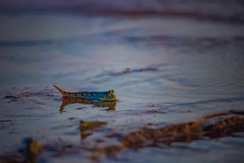 Close-Up of Mudskipper Resting in Wet Sand at Low Tide Stock Photos