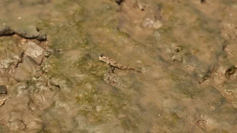 Close-up of a mudskipper wriggling on wet sand, wenzhou China Stock Footage 308971907