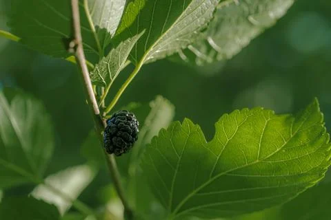 Close-Up Of Mulberries Growing On Tree Stock Photos