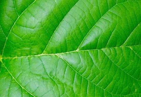 Close-up of a Mulberry Leaf's Texture Stock Photos