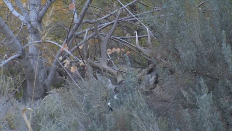 Close Up of Mule Deer Antlers in Thick Cover Stock Footage 117657654