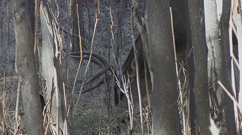 Close Up of Mule Deer Buck Feeding in Thick Trees Stock Footage 49672614