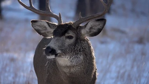 Close up of  Mule Deer Buck as he walks in slow motion 25% SloMo Stock Footage
