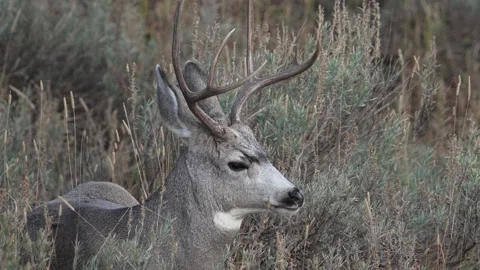 Close up of Mule deer buck sitting in the brush in Yellowstone Stock Footage 287785087