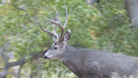Close mule deer buck walking in fall colors Stock Footage 257966687