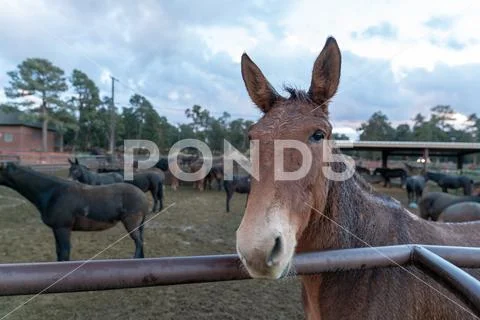 Close up of mule Stock Photos