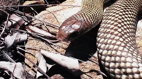 Close-Up Mulga Snake Stock Footage 244687684