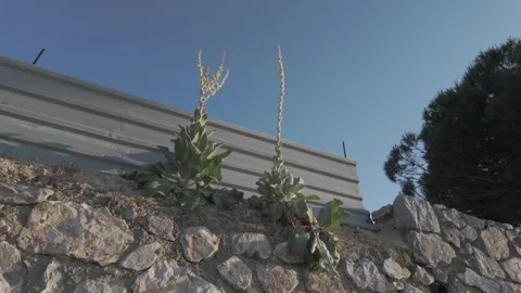 Close Up of Mullein on Beachside Stock Footage 310945997