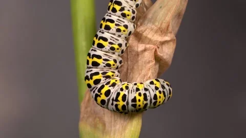 Close Up Of Mullein Moth (Cucullia verbasci) On A Stem - macro shot Stock Footage 154996323