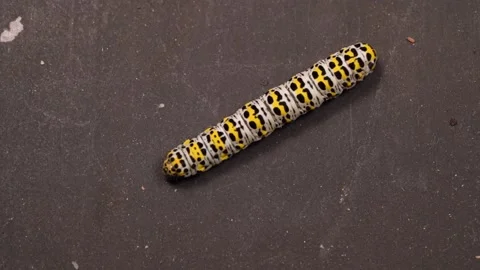 Close Up Of Mullein Moth (Cucullia verbasci) - macro shot Stock Footage 159598812