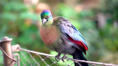A close-up of a multi-colored bird sitting on a fence and cleaning its feath Stock Footage 235956956