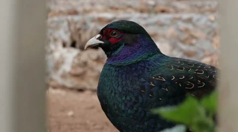 Close-up of multi-colored bird watching and blinking eye, he turns and walks Stock Footage 61814287