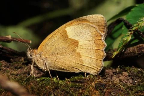 Close-up of multi-colored Caucasian light-brown butterfly Maniola jurtina  Stock Photos