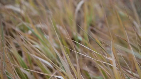 Close up of multi-colored fall grass blowing in a strong wind.  Stock Footage 142464111