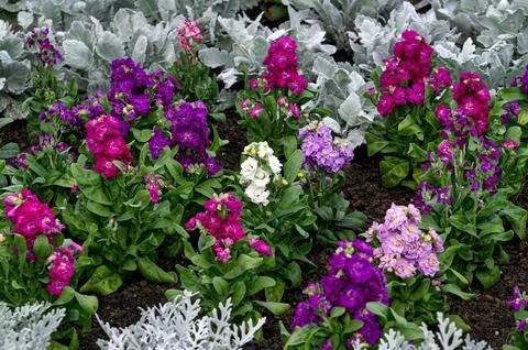 Close-up of multi-colored flowers of levkoy on a flower bed. Stock Photos