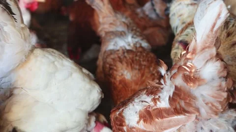 Close-up of multi-colored hens and roosters eating forage, poultry in the farm. Stock Footage 195005198