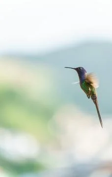 Close-up of multi-colored hummingbird flapping its wings in mid-air Stock Photos
