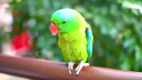 Close-up of a multi-colored parrot in natural conditions against the backgro Stock Footage 235957012