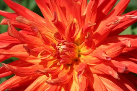 Close-up of multi colored red and orange dahlia Stock Photos