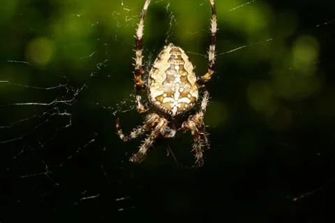 Close-up of multi-colored spider Araneus diadematus on spider web Fotos Stock