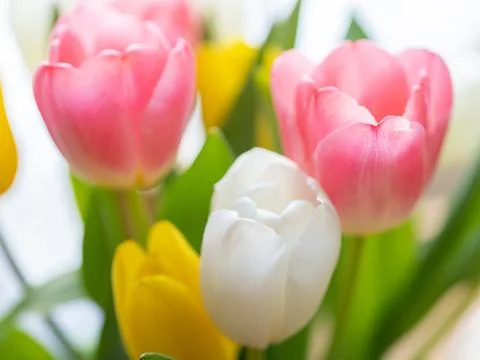 Close-up multi-colored tulips on the background of the window. Congratulation Stock Photos