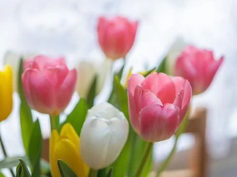 Close-up multi-colored tulips on the background of the window. Congratulation Stock Photos