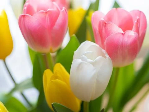 Close-up multi-colored tulips on the background of the window. Congratulation Stock Photos