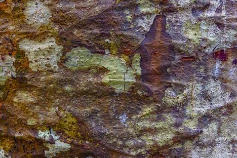 Close up of the multi-coloured bark of a tree. Stock Photos