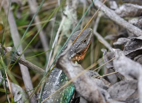 Close up to Multicolor Lizard (Stenocercus cf trachycephalus) over grass 스톡 사진