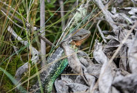 Close up to Multicolor Lizard (Stenocercus cf trachycephalus) over grass Foto stock