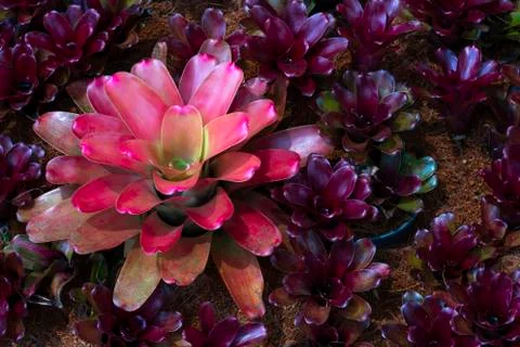 Close-up of multicolored bromeliad Stock Photos