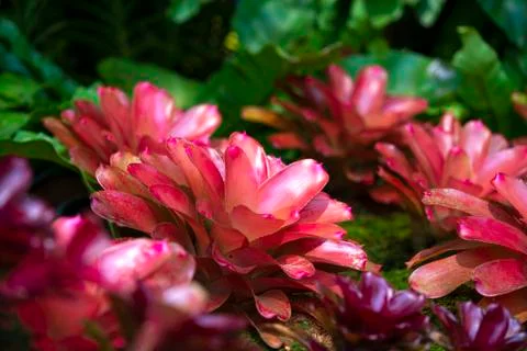 Close-up of multicolored bromeliad Stock Photos