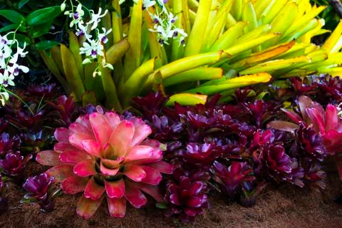 Close-up of multicolored bromeliad Stock Photos