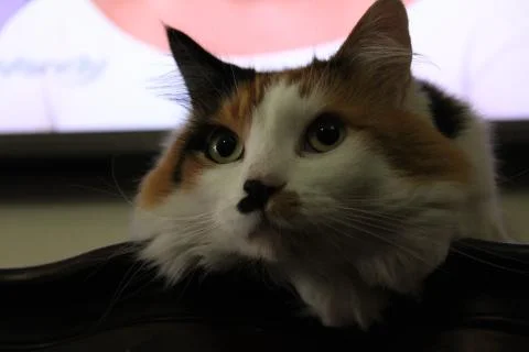 Close-up of a multicolored cat's head Stock Photos