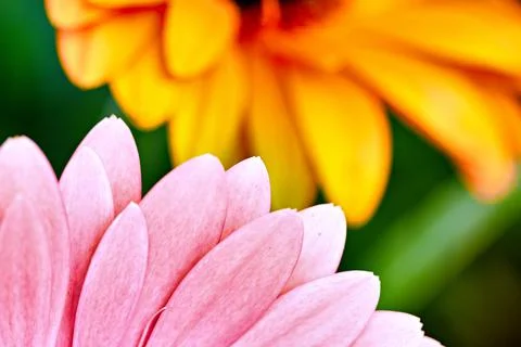 Close-up of multicolored gerbera petals as a background 库存照片