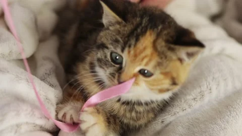 Close-up multicolored kitten face playing with pink rope on white blanket Video stock 167805334