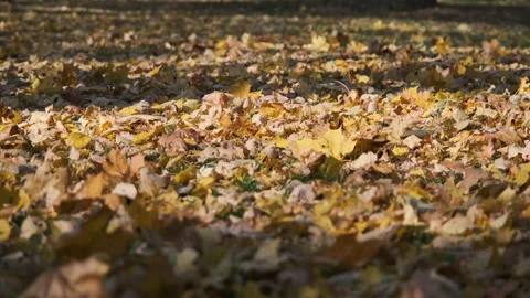 Close-up of multicolored leaves lying on grass Vídeos de archivo 197449176