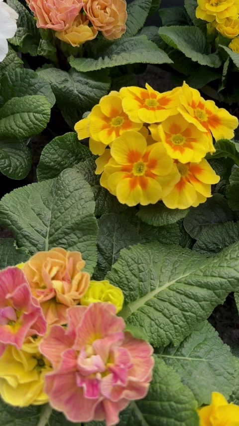 Close-up of multicolored primula flowers surrounded by textured green foliage Stock Footage 311754930